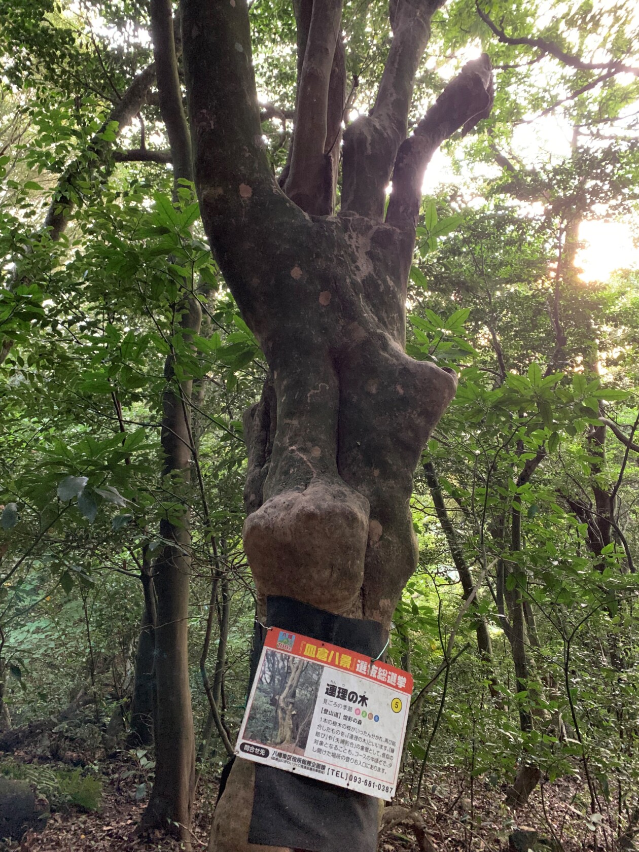 “連理の枝” - 神武東征の宮|岡田宮