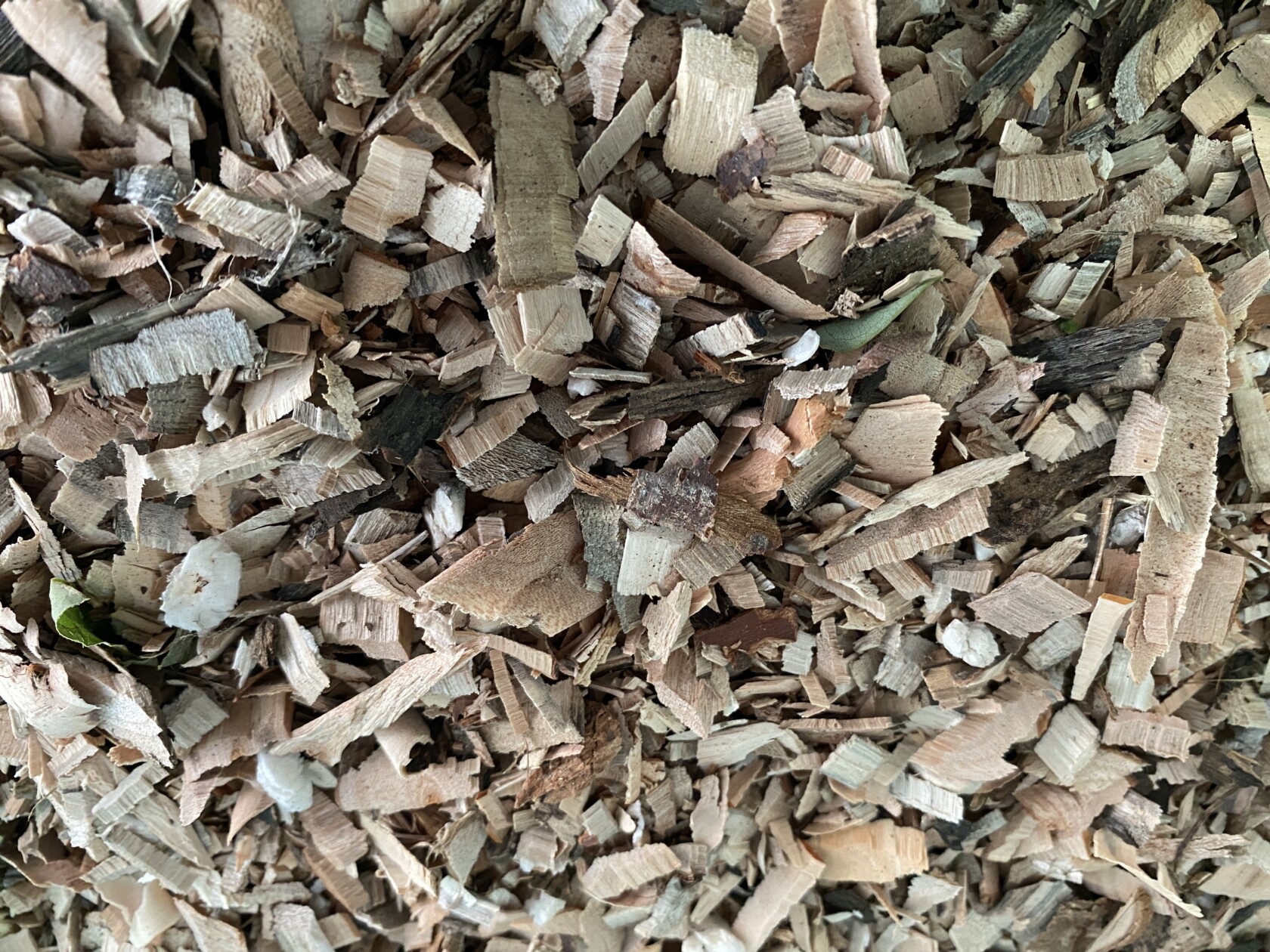 ~ウッドチップ~ 神武東征の宮|岡田宮