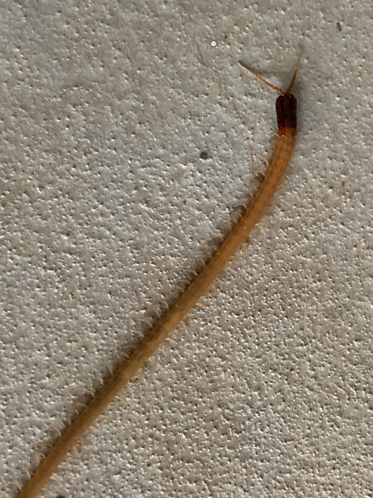 ムカデ みたい な 虫