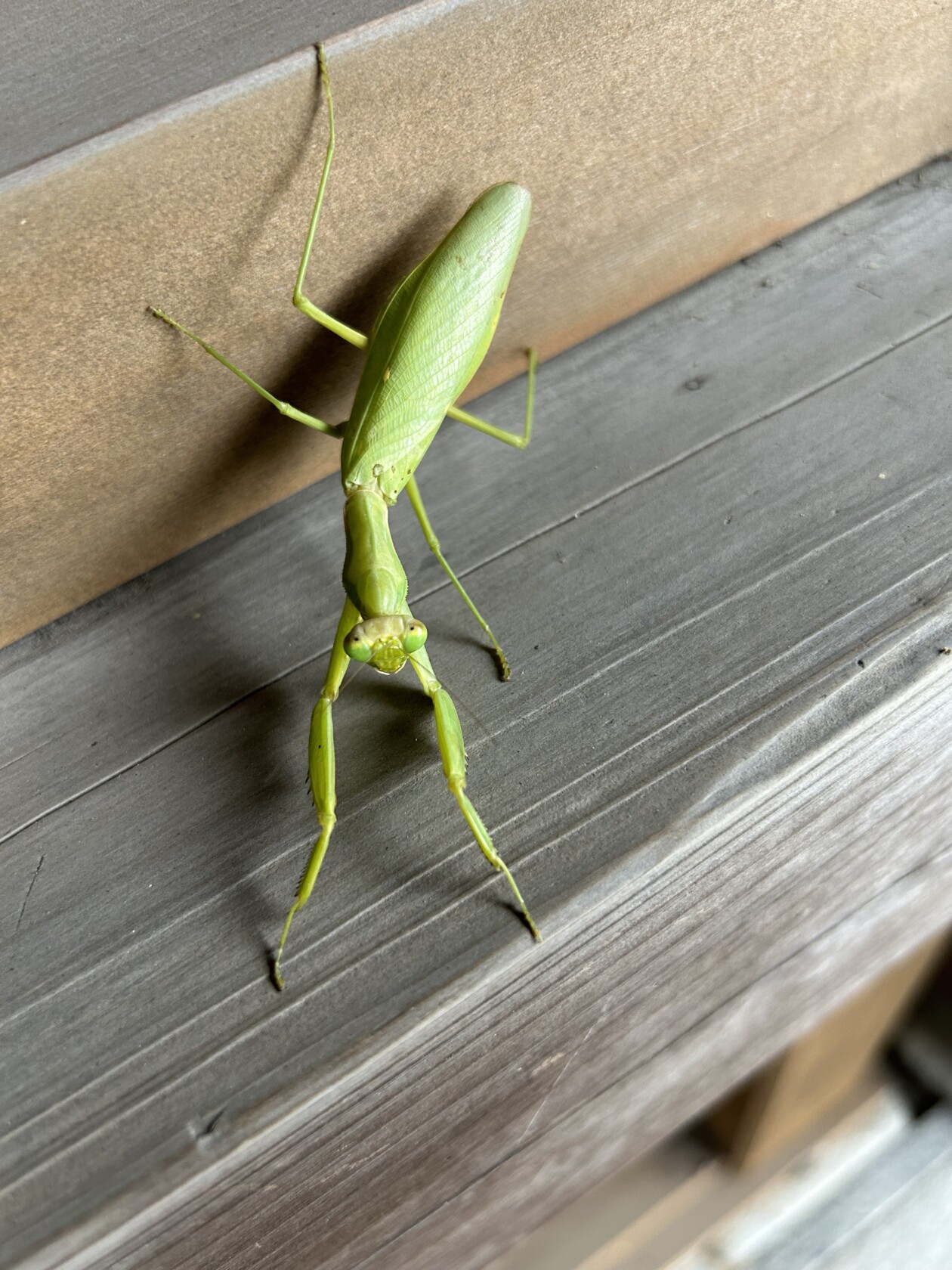 神社のカマキリ - 神武東征の宮｜岡田宮
